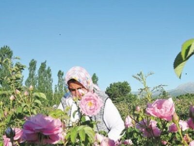 Améliorer la chaine de valeur de la rose en Turquie