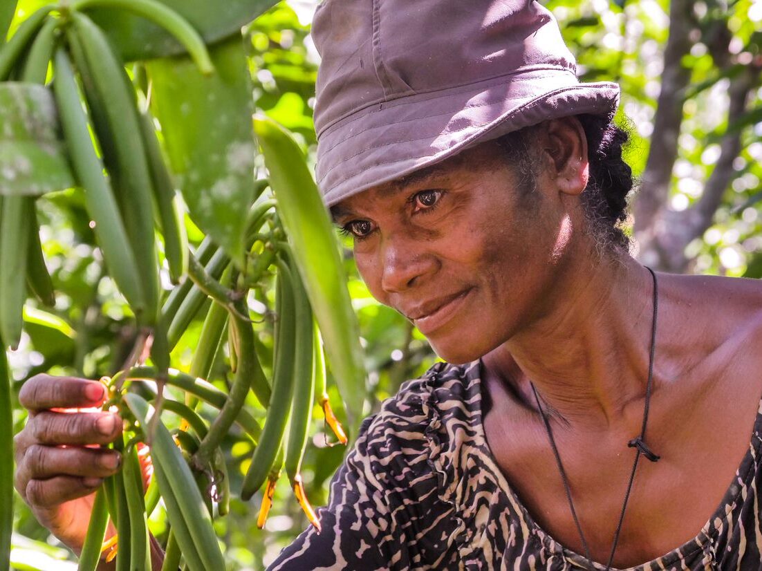 Soutien au renforcement des capacités des petits producteurs de vanille dans la région de Sava à Madagascar – Phase 2
