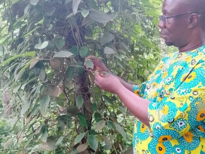 Évaluation du projet « Amélioration de la qualité sanitaire et phytosanitaire du poivre de Penja au Cameroun pour faciliter l’accès aux marchés internationaux »
